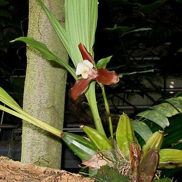 Lycaste xytriophora unspecified picture