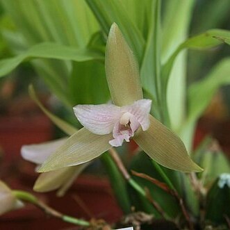 Lycaste tricolor unspecified picture