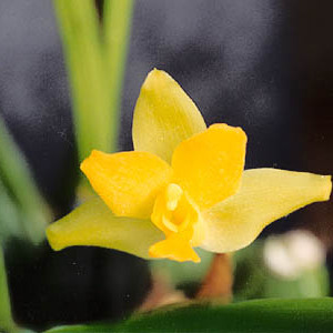 Lycaste cruenta unspecified picture