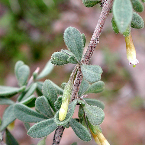 Lycium exsertum unspecified picture