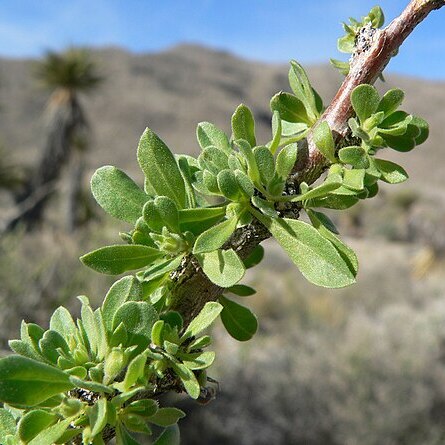 Lycium cooperi unspecified picture