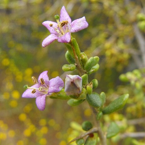 Lycium brevipes unspecified picture