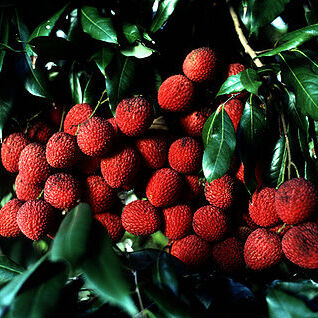 Sapindaceae unspecified picture