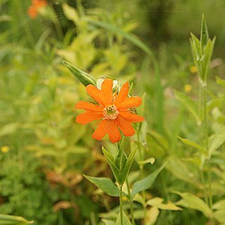 Lychnis cognata unspecified picture