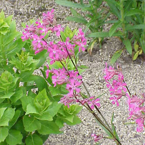 Silene viscaria unspecified picture