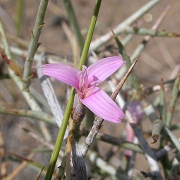 Pleiacanthus unspecified picture