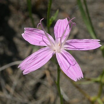 Lygodesmia juncea unspecified picture