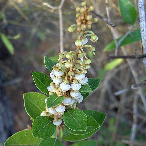 Lyonia fruticosa unspecified picture