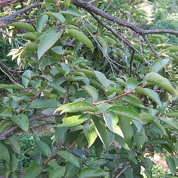 Lyonia ovalifolia unspecified picture