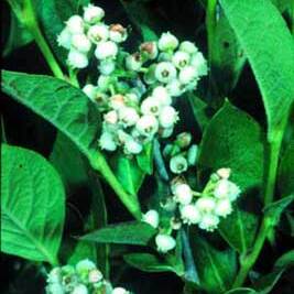 Lyonia ligustrina unspecified picture