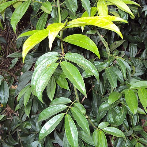 Myxopyrum unspecified picture