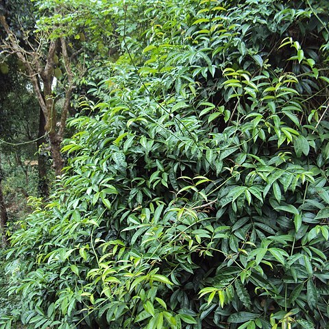 Myxopyrum smilacifolium unspecified picture