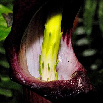 Arisaema filiforme unspecified picture