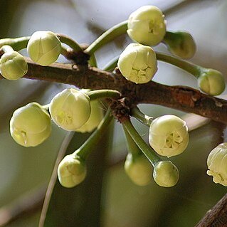 Garcinia xanthochymus unspecified picture