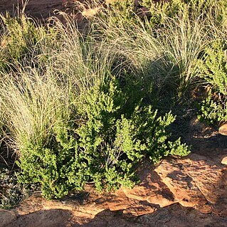 Coleochloa unspecified picture