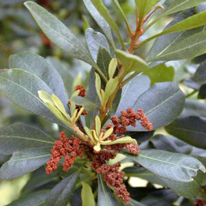 Myrica faya unspecified picture