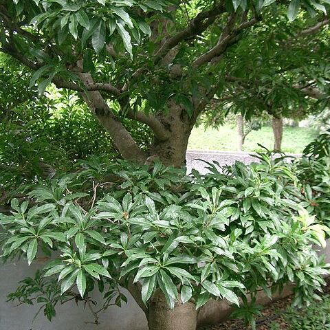 Myrica rubra unspecified picture