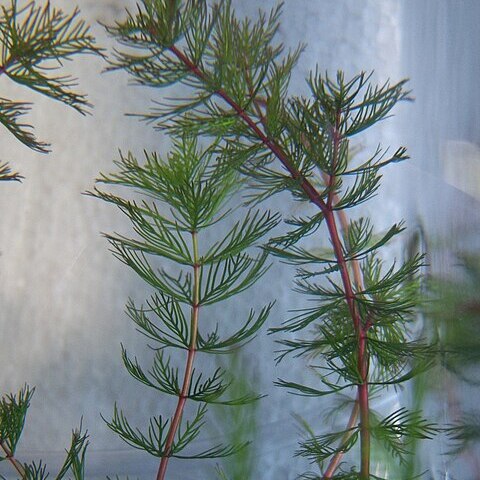 Myriophyllum quitense unspecified picture