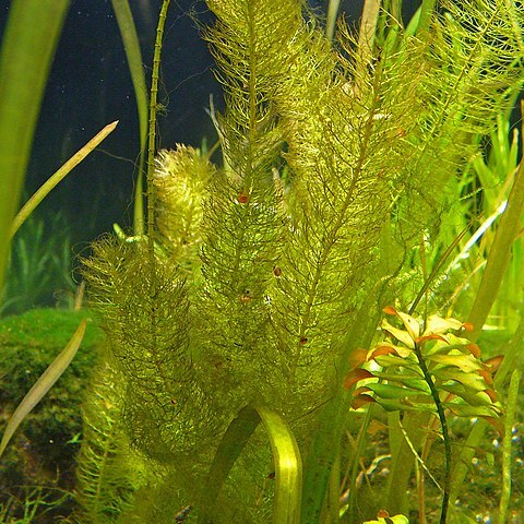 Myriophyllum hippuroides unspecified picture