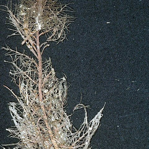 Myriophyllum heterophyllum unspecified picture