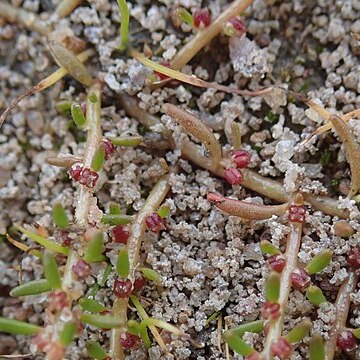 Myriophyllum implicatum unspecified picture