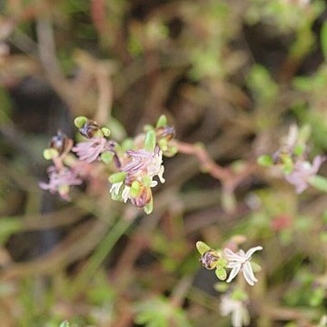 Myriophyllum implicatum unspecified picture