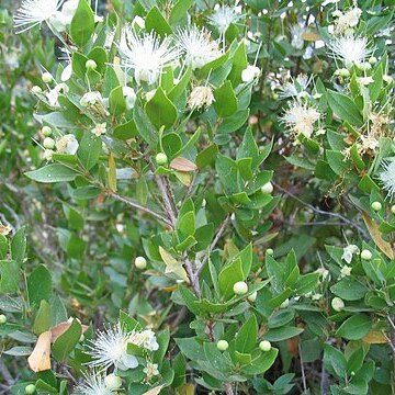 Myrtaceae unspecified picture