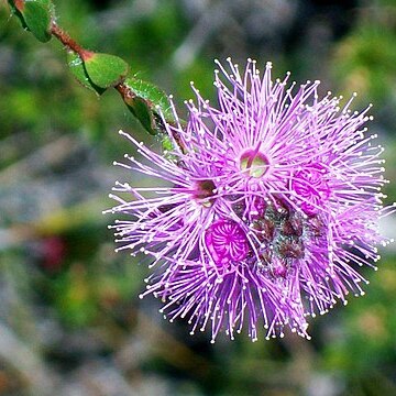 Kunzea capitata unspecified picture