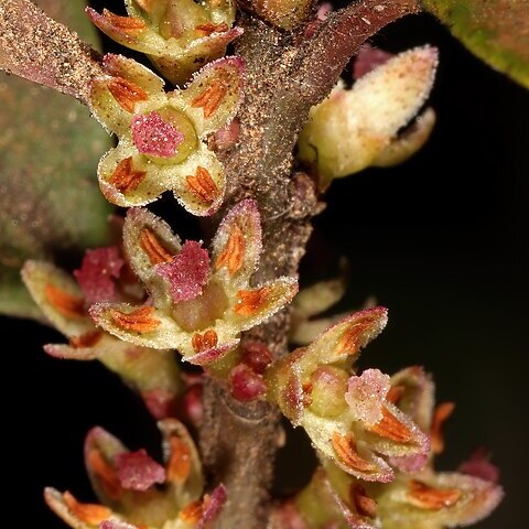 Myrsine pillansii unspecified picture