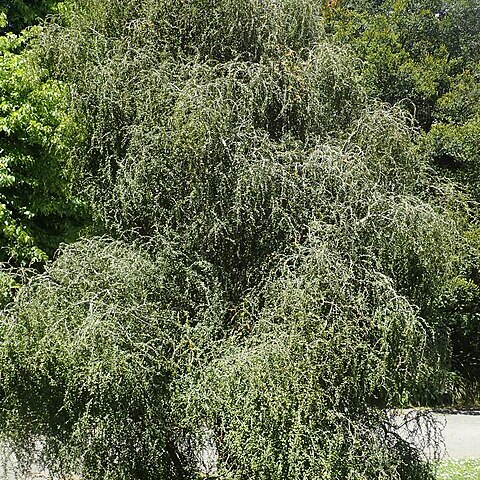 Myrsine divaricata unspecified picture