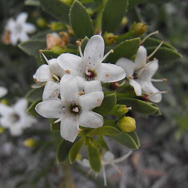 Myoporum parvifolium unspecified picture