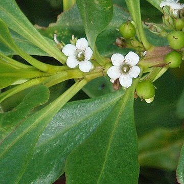 Myoporum insulare unspecified picture