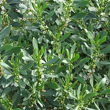 Myoporum insulare unspecified picture