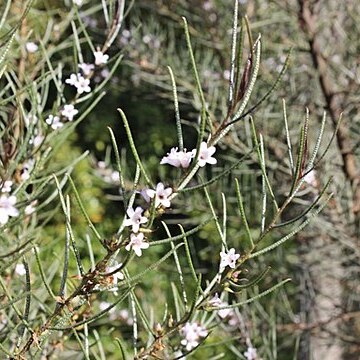 Myoporum turbinatum unspecified picture