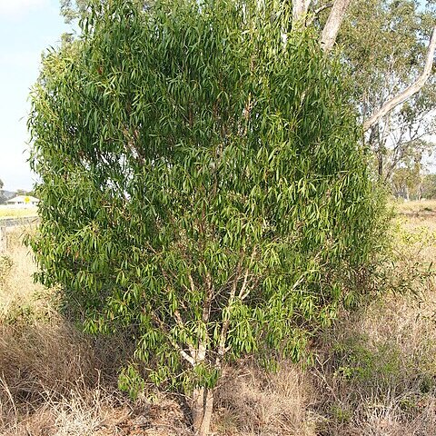 Myoporum montanum unspecified picture