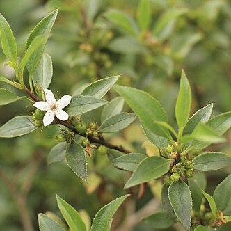 Myoporum viscosum unspecified picture