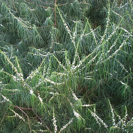 Myoporum floribundum unspecified picture