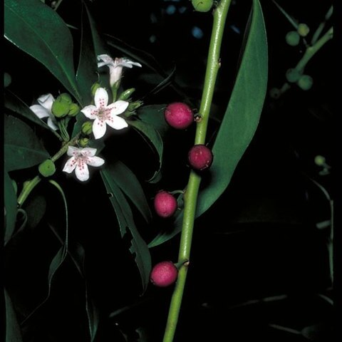 Myoporum obscurum unspecified picture