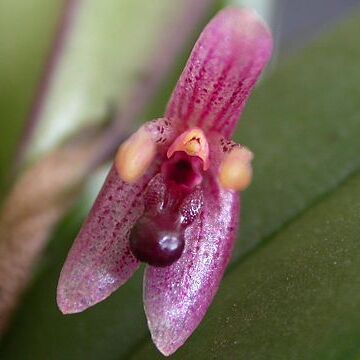 Myoxanthus seidelii unspecified picture