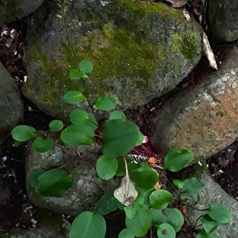 Myosotis pansa unspecified picture