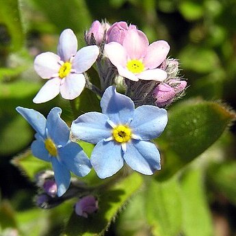 Myosotis unspecified picture