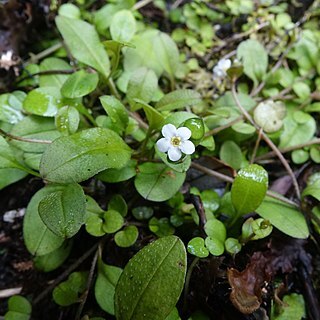 Myosotis tenericaulis unspecified picture