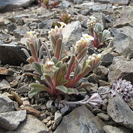 Myosotis traversii unspecified picture