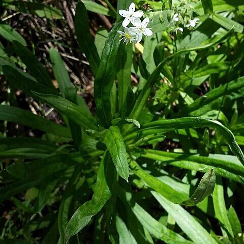 Myosotis exarrhena unspecified picture