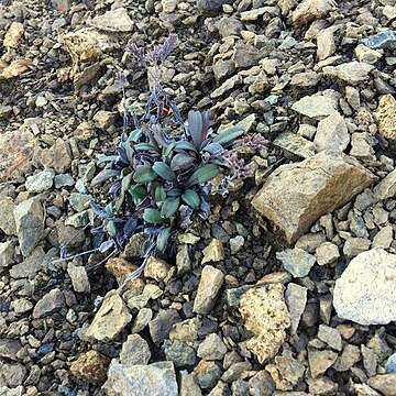 Myosotis monroi unspecified picture