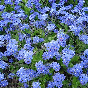 Myosotis unspecified picture