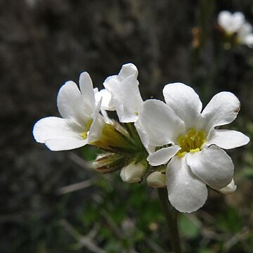 Myosotis goyenii unspecified picture