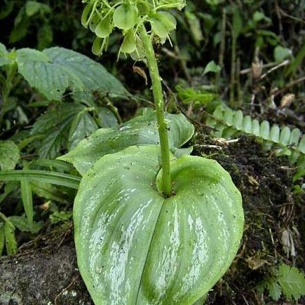 Liparis cordifolia unspecified picture