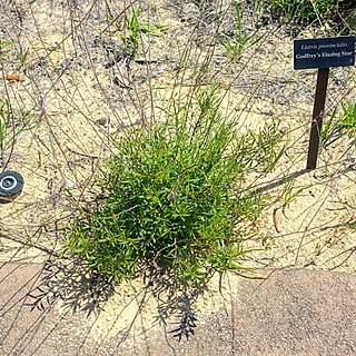 Liatris provincialis unspecified picture