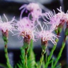 Liatris helleri unspecified picture